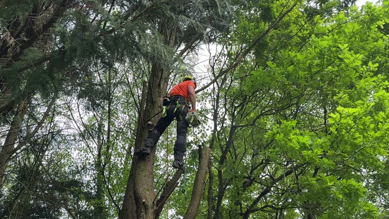 Best Tree Planting Services  in Holly Hill, FL